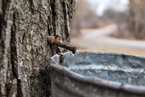 Vermont sugar maple tap