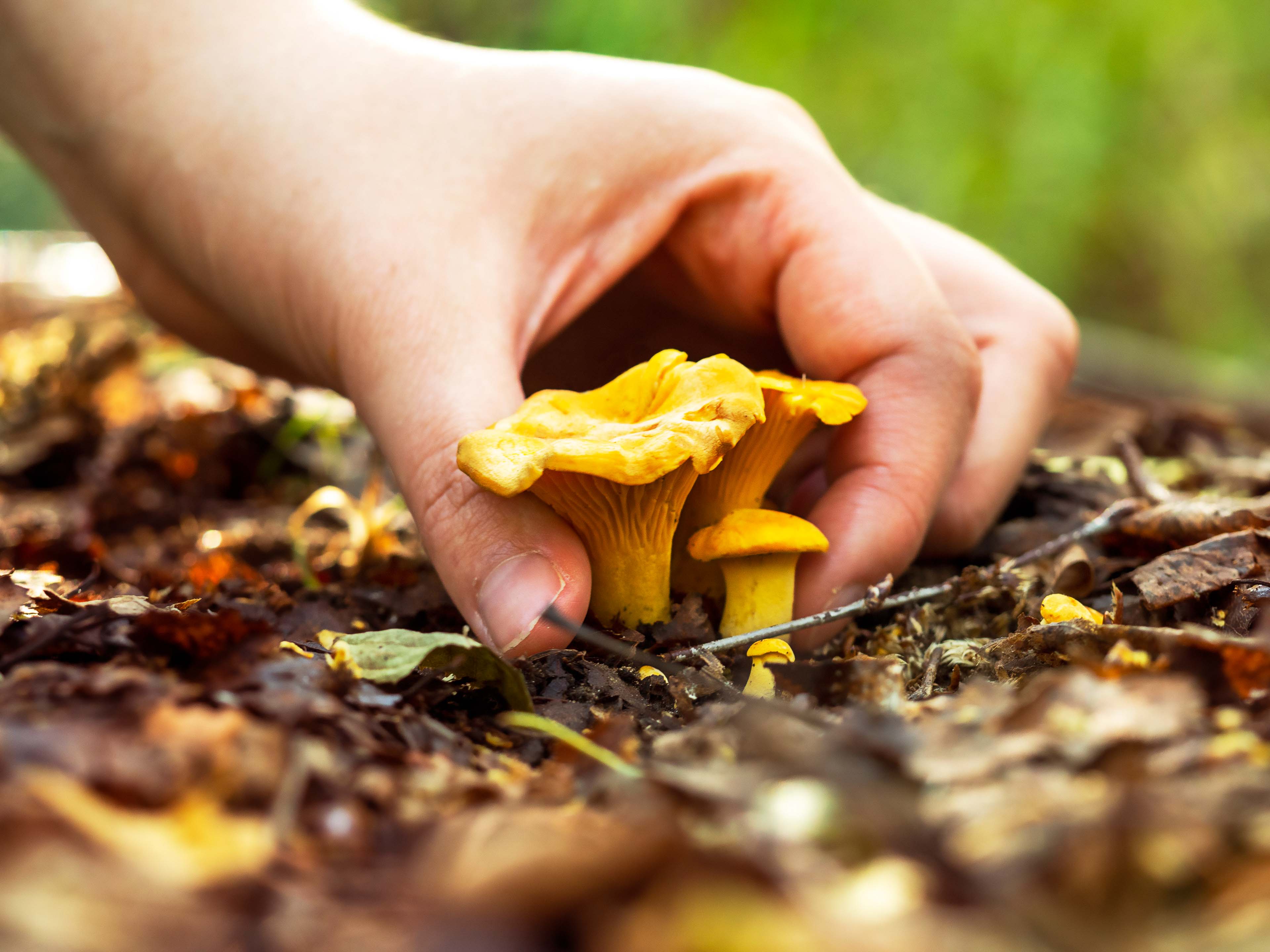 hand picking the mushrooms